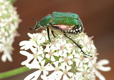 Noble Chafer Beetle Facts Peoples Trust For Endangered Species