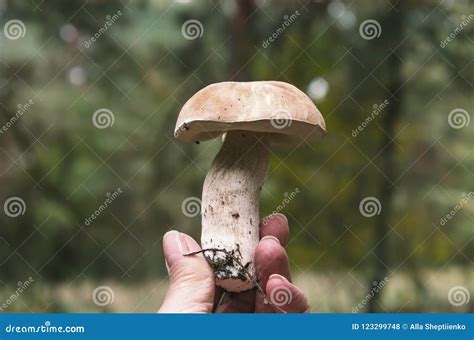 Beautiful Edible White Mushroom In A Female Hand Stock Photo Image Of