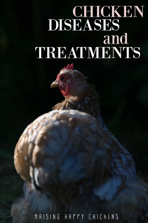 Common Chicken Diseases And Their Treatment