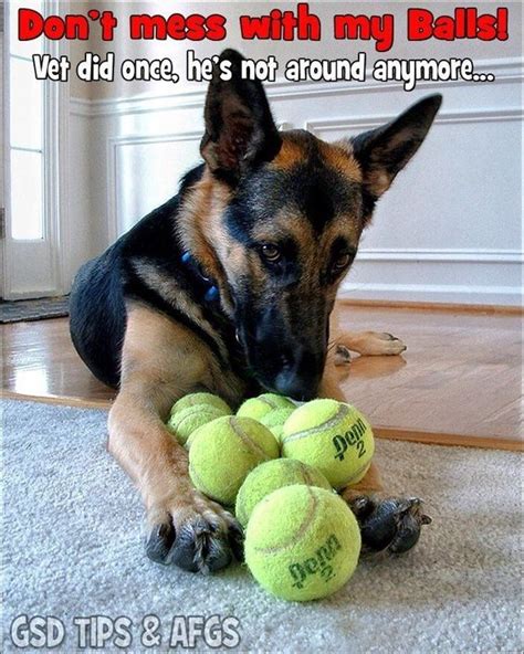 16 Funniest German Shepherd Dog Memes Page 6 Of 6 The Dogman