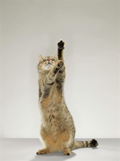 Tabby Cat Standing On Hind Legs With Photograph By Michael Blann Fine Art America