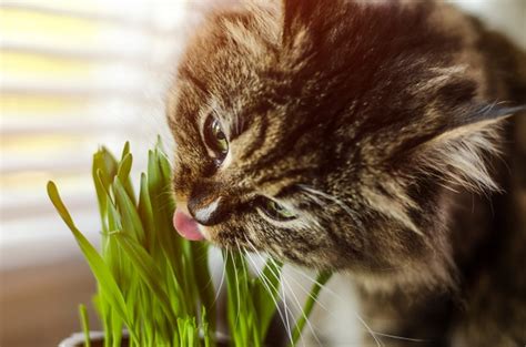 However, cats do eat grass on some occasions, regardless of their otherwise carnivorous lifestyle. Why Do Cats Eat Grass? Everything You Need To Know About ...