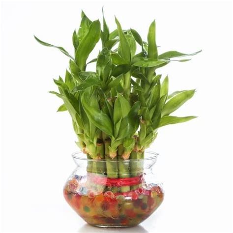 Bamboo Tree Money Plant At Rs 130piece Money Plant In Nagpur Id