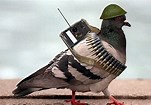 Image result for military pigeons