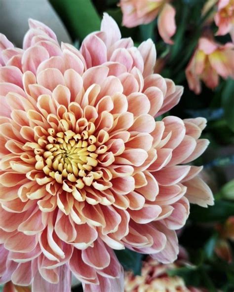 This Humble Chrysanthemum Is Stealing The Show In Our Bouquets This