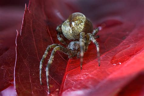 Spiderz Lukasz Grochal Flickr