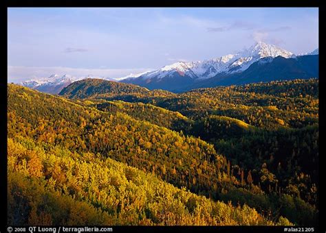 Picturephoto Aspens In Fall Colors And Chugach Mountain Late