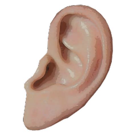 Earring Structure Human Ear Structure Transparent Bac