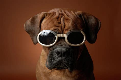 Dog Wearing Sunglasses Photograph By Chris Amaral