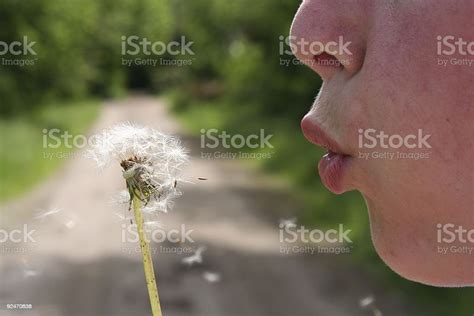 Blowing Dandelions Stock Photo Download Image Now Adult Blowing