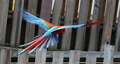 Bird Stock 15 Scarlet Macaw Flying By Hotnstock On Deviantart