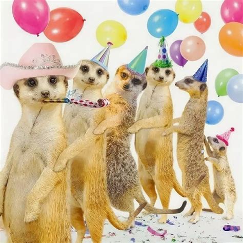 Create Meme Funny Cards For Birthday Birthday Meerkats Pictures