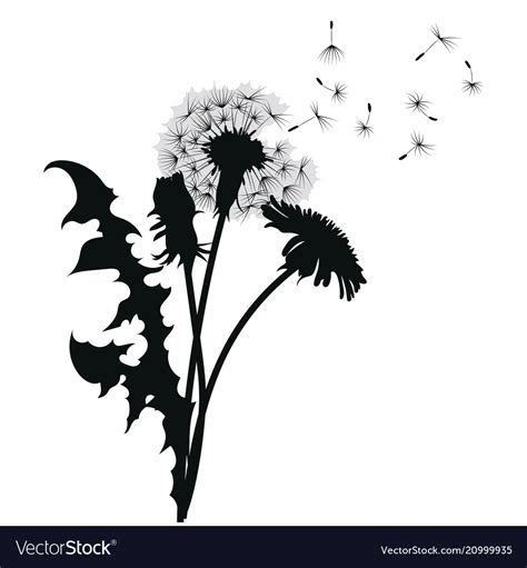 Silhouette Of A Dandelion With Flying Seeds Black Vector Image