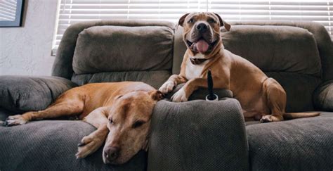 Do you have a grooming emergency? Vip Pet grooming services Mobile dog Groomer | Mobile Pet ...