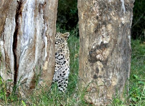 Leopard Hiding Amongst Trees Stock Image C0291480 Science Photo