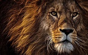 Fierce Lion Pictures, Photos, and Images for Facebook, Tumblr ...