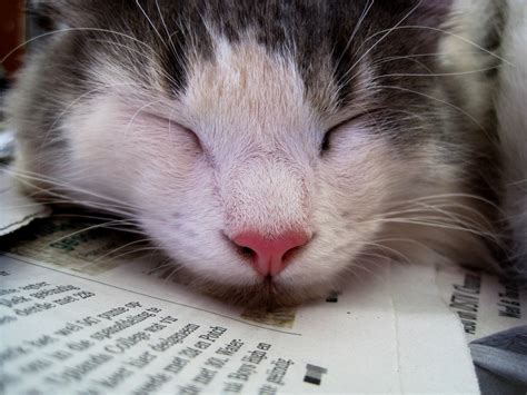 Sleepy Kitty Free Stock Photo Public Domain Pictures