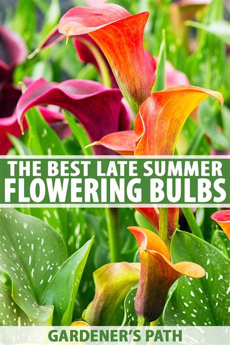 15 Best Late Summer Flowering Bulbs Gardeners Path