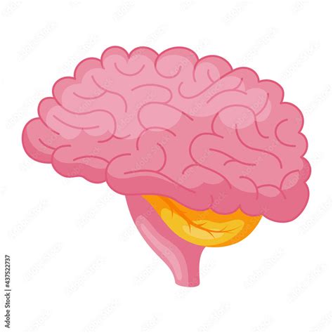 Brain Cartoon Icon Encephalon Cerebrum Cerebral Cortex Anatomy