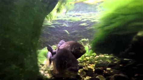 Piranha Facts Red Belly Piranhas In A Pond Gopro 4 Silver Youtube