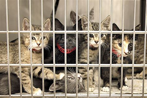 Coachella Valley Animal Shelters Announce They Will Be No Kill By