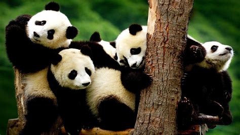 Why Are Pandas Becoming Endangered Danger Choices