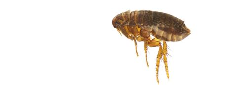 Get Rid Of Fleas Flea Control Service Prokill Pest Control