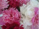 Check spelling or type a new query. Peony Wallpapers - Wallpaper Cave