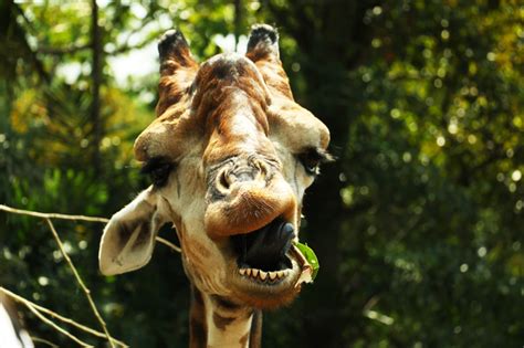 Giraffes are the tallest mammals on the earth and are truly magnificent creatures. Fun Animal Tooth Facts #nowyouknow - Brosy Family Dentistry