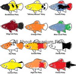 names of different types of platy