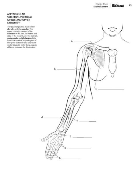 Huesos Del Miembro Superior Apuntes De Medicina Anatomía Udocz