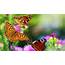 Three Beautiful Butterflies  HD Wallpapers