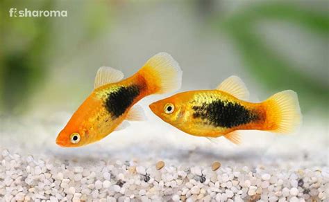 An Expert Care Guide To Keep Platy Fish A Beginners Tip