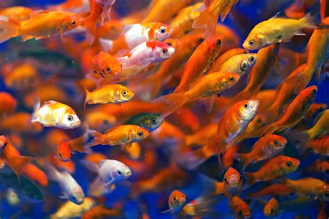 Goldfish Hd Wallpaper Background Image 2560x1707 Id711646