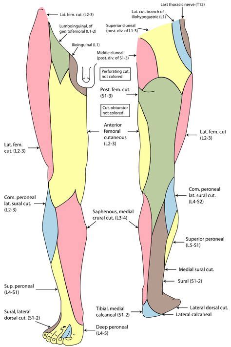 Fig 13 The Sensory Innervation Of The Legs And Feet Physical