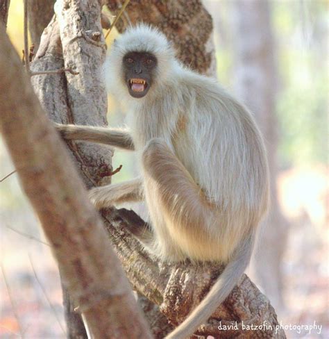 Indian Wild Life The Langur Monkey Pench National Park India