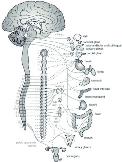 Autonomic Nervous System [1 3 8] Download Scientific Diagram
