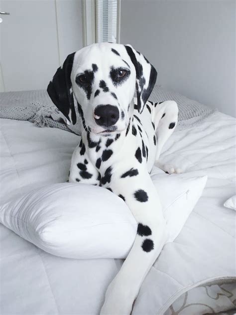 Dalmatian Puppy Viljodalmatian Dalmatian Dogs Cute Dogs Best Dog Names