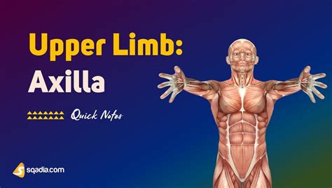 Upper Limb Axilla Axillary Anatomy Of The Armpit Muscles