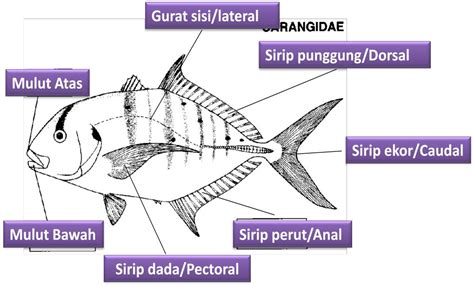 Jenis Dan Tipe Bentuk Tubuh Ikan Alam Ikan