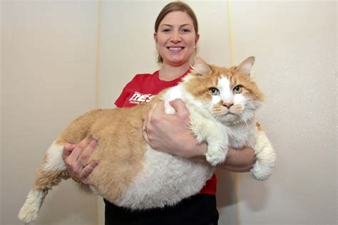 Download Cute Pets Woman Carrying Fat Cat Picture