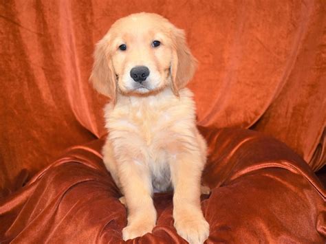 Golden Retriever Dog Male Golden 3453486 Petland Dunwoody Puppies For Sale