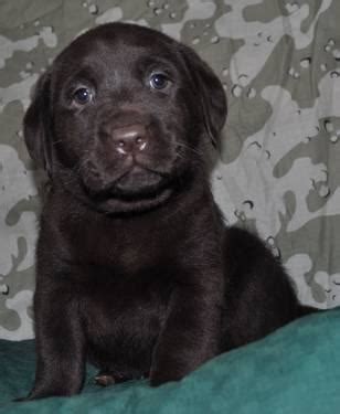 Click here to be notified when new siberian husky puppies are listed. Adorable Blue Eyed Chocolate Lab/Husky Mix Puppies for ...