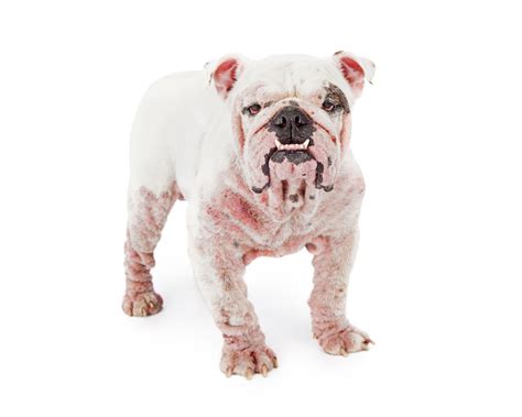 Allergic Reactions In Dogs First Aid For Pets