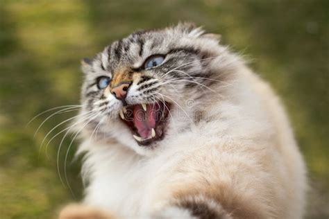 Angry Siamese Cat Stock Photos Free And Royalty Free Stock Photos From