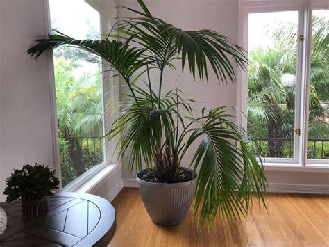 Large Indoor Real Palm Tree Plant With Plastic Pot 22w X 54h