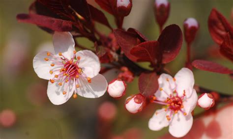 Explore Missouri Sand Cherry