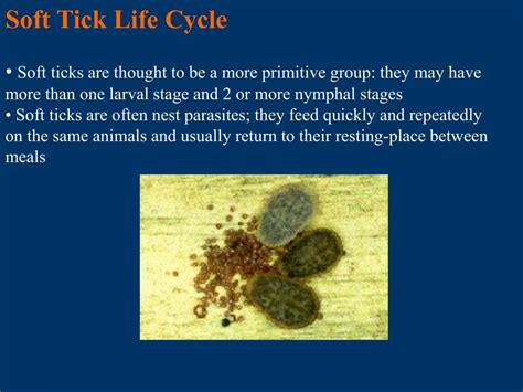 Ppt Chapter 40 Subclass Acari Ticks And Mites Powerpoint Presentation Id 196391