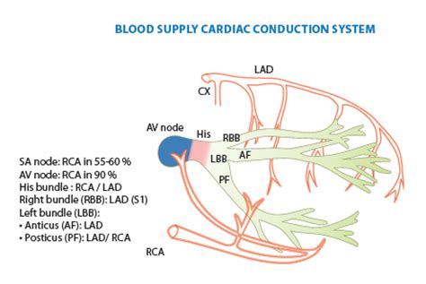 Blood that's received from the lungs into the left side of the heart is pumped out of the aorta and the aorta has some branches which supply the heart. Coronary anatomy - PCIpedia