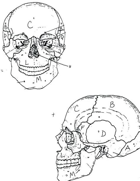 Skull Anatomy Coloring Pages At Free Printable
